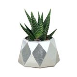 Evene Mini Çiçek Saksı Küçük Sukulent Kaktüs Saksısı Mini Poly 1 Model - Gümüş