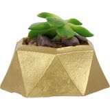 Evene Mini Çiçek Saksı Küçük Sukulent Kaktüs Saksısı Mini Poly 2 Model - Altın