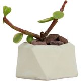 Evene Mini Çiçek Saksı Küçük Sukulent Kaktüs Saksısı Mini Poly 2 Model - Beyaz