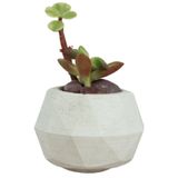 Evene Mini Çiçek Saksı Küçük Sukulent Kaktüs Saksısı Mini Poly Silindir Model - Beyaz