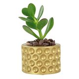 Evene Mini Çiçek Saksı Küçük Sukulent Kaktüs Saksısı Puantiyeli Model - Altın