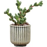 Evene Mini Çiçek Saksı Küçük Sukulent Kaktüs Saksısı Vintage Düz Çizgili Model - Gümüş