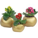 Evene Saksı Çiçek Kaktüs Saksısı Lüx 14 cm Elips Desenli 3'lü Set Çiçeklik - Altın
