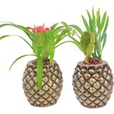 Evene Saksı Çiçek Kaktüs Saksısı Lüx 15 cm Ananas Desenli 2'li Set Çiçeklik - Altın