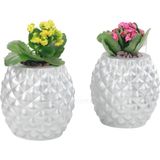 Evene Saksı Çiçek Kaktüs Saksısı Lüx 15 cm Ananas Desenli 2'li Set Çiçeklik