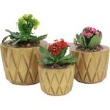 Evene Saksı Çiçek Kaktüs Saksısı Lüx 15 cm Baklava Desenli 3'lü Set Çiçeklik - Gold