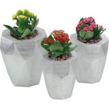Evene Saksı Çiçek Kaktüs Saksısı Lüx 15 cm Uzun Poly Desenli 3'lü Set Çiçeklik