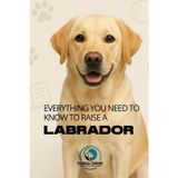 Everything You Need To Know To Raise A Labrador: History, health, breeding, and much more!