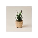 Evidea Deco Hasır Saksı Yapay Aloe Vera - Bej / Yeşil - 14x6 cm