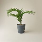 Evidea | Evidea Deco Saksılı Yapay Çiçek - Yeşil - 85 cm