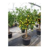 EVİM BAHÇEM Limequat Lime Limon Fidanı Kamkat Limon Fidanı 3 Yaş Nadir Çeşit Kamkat Fida