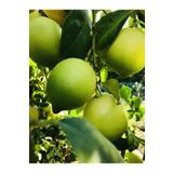 EVİM BAHÇEM Limon Fidanı 4 Ila 5 Yaş (Büyük Boy) Limon Ağacı Fidanı Saksı Için Limon Ağacı