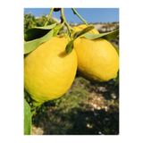 EVİM BAHÇEM Limon Fidanı Kütdiken Yerli Limon Tüplü Yediveren Limon Ağacı 3 Yaş Aşılı Fidan