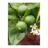 EVİM BAHÇEM Misket Lime Limon Fidanı Mini Limon Fidanı Misket Lime Fidanı (TÜPLÜ)