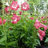 EvveBahçe Ağlayan Pembe Renkli Penstemon Çiçeği Tohumu(100 tohum)