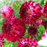EvveBahçe Cherry Red Ponpon Aster Çiçeği Tohumu(50 tohum)