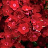 EvveBahçe Dianthus Heddewigii Bravo Karanfil Çiçeği Tohumu (100 adet)