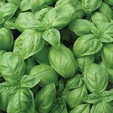 EvveBahçe Dogal Green Flesh Geniş Yapraklı Aromatik Fesleğen Tohumu (50 tohum)