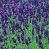 EvveBahçe Doğal Mavi Hidcote Blue Lavanta Tohumu (20 Tohum)
