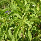 EvveBahçe Doğal Şeker Otu Stevia Tohumu (40 tohum)