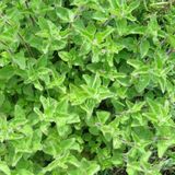 EvveBahçe İstanbul Kekiği(Origanum vulgare) Tohumu (50 Tohum)