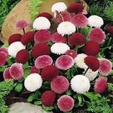 EvveBahçe Karışık Katmerli Bellis Perennis Ponpon İngiliz Çayır Papatyası Çiçeği Tohumu(100 tohum)