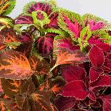 EvveBahçe Karışık Renkli Kolyos (Coleus) Yaprak Güzeli Çiçeği Tohumu (100 tohum)