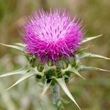 EvveBahçe Kenger Otu(Cynara Cardunculus) Tohumu(5 tohum)