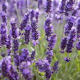 EvveBahçe Lavandula Angustifolia Lavanta Çiçeği Tohumu(10 gram)