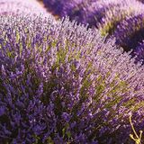 EvveBahçe Lavandula Angustifolia Lavanta Çiçeği Tohumu(100 adet)