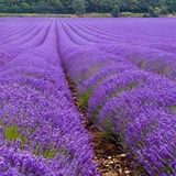EvveBahçe Lavandula Angustifolia Lavanta Çiçeği Tohumu(25000 tohum)
