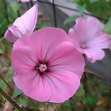 EvveBahçe Lavatera Trimestris Regis Pure White Pamuk Çiçeği Tohumu(50 tohum)