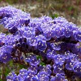 EvveBahçe Limonium Sinuatum Blue River Deniz Lavantası Tohumu (30 tohum)