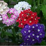 EvveBahçe Limonium Sinuatum Deep Blue Deniz Lavantası Tohumu(30 tohum)