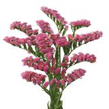 EvveBahçe Limonium Sinuatum Deep Rose Deniz Lavantası Tohumu (30 tohum)