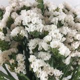 EvveBahçe Limonium Sinuatum Pure White Deniz Lavantası Tohumu(30 tohum)
