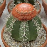 EvveBahçe Melocactus Matanzanus Geniş Şapkalı Kafalı Kaktüs Tohumu (5 tohum)