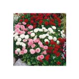 EvveBahçe Mix Katmerli Bellis Perennis Ponpon İngiliz Çayır Papatyası Çiçeği Tohumu(100 tohum)