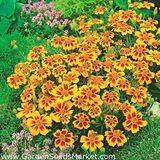 EvveBahçe Özel Bodur Yellow Beauty Kadife Çiçeği Tohumu(20 tohum)