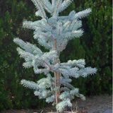 EvveBahçe Picea Glauca Beyaz Ladin Tohumu (10 Tohum)