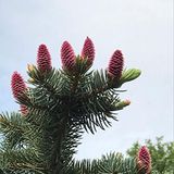 EvveBahçe Picea Likiangensis Çin Ladini Tohumu (10 Tohum)