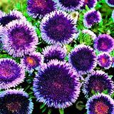 EvveBahçe Ponpon Blue Aster Çiçeği Tohumu (50 tohum)