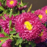 EvveBahçe Ponpon Crimson Aster Çiçeği Tohumu (50 tohum)