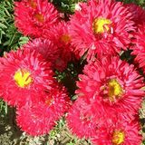 EvveBahçe Ponpon Kırmızı Aster Çiçeği Tohumu(50 tohum)