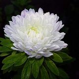 EvveBahçe Ponpon White Aster Çiçeği Tohumu(20 tohum)