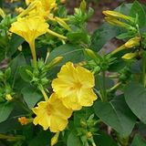 EvveBahçe Sarı Rüya Yellow Akşam Sefası Çiçeği Tohumu(20 tohum)