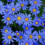 EvveBahçe Sky Blue Aster Çiçeği Tohumu(100 tohum)