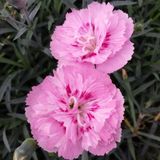 EvveBahçe Soft Pembe La France Karanfil Çiçeği Tohumu(25 tohum)