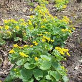 EvveBahçe Swamp Marigold Kadife Çiçeği Tohumu(50 tohum)