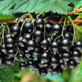 EvveBahçe Tüplü Aromatik Siyah Golyat Frenk Üzümü Fidanı